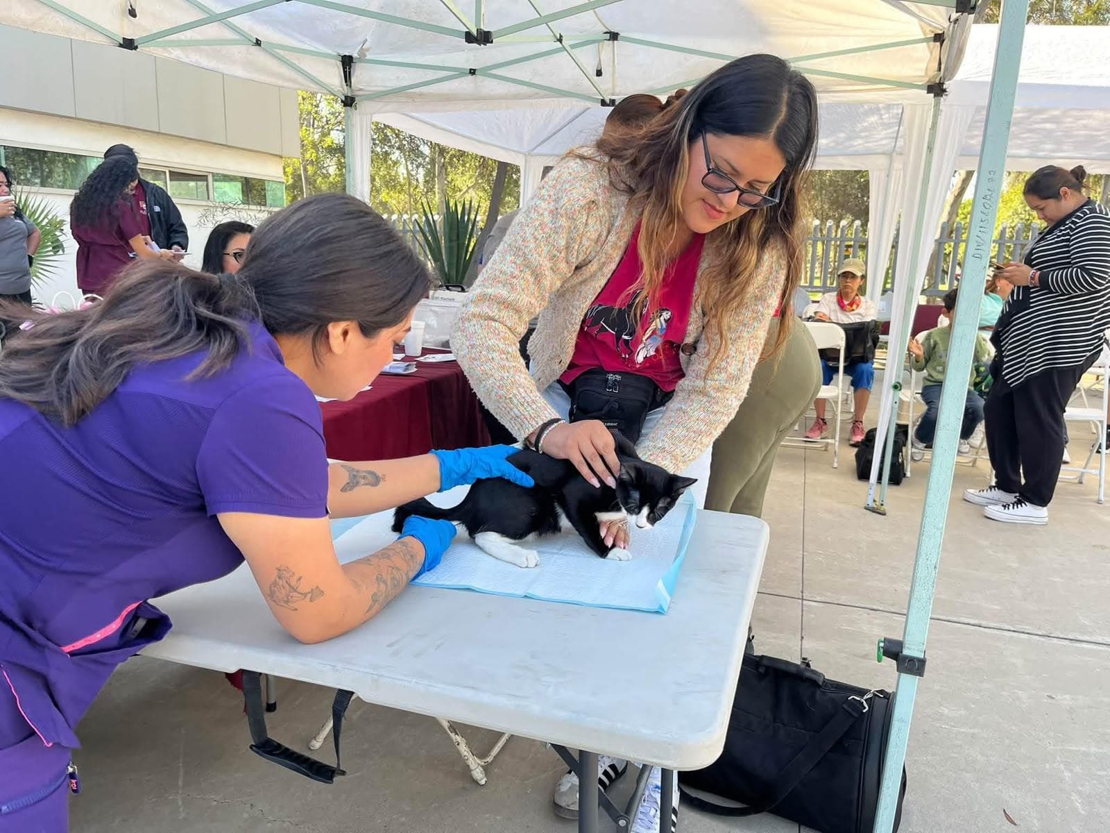 Veterinaria atiende a un gato en una unidad móvil de servicios médicos gratuitos en Otay Centenario, Tijuana.