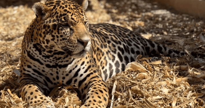 Felinos del Black Jaguar del Ajusco, se recuperan