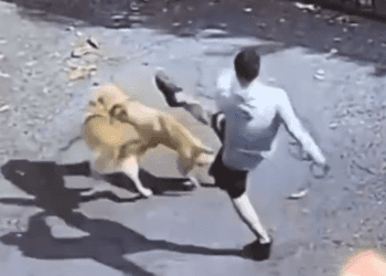 Jóvenes patean brutalmente a un perrito callejero después de forzarlo a pelear