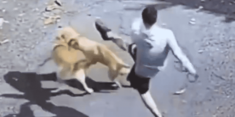 Jóvenes patean brutalmente a un perrito callejero después de forzarlo a pelear