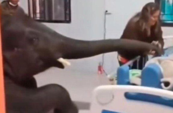 Elefante visita a su cuidador en el hospital