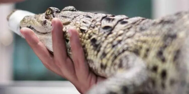 Se revela sobrepoblación de cocodrilos en Tamaulipas y sugieren trasladarlos a otros estados