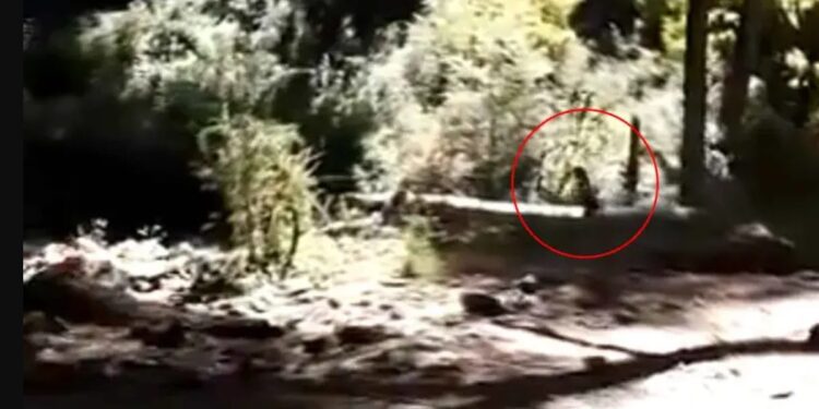 ¿Un duende? Captan criatura corriendo en el bosque