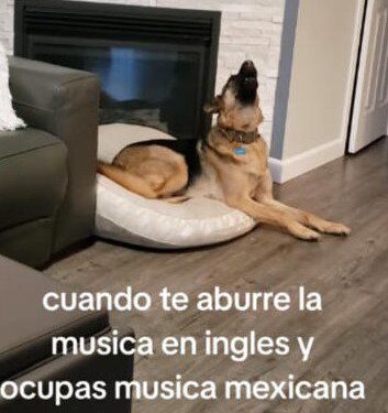Lomito reacciona al escuchar música en español