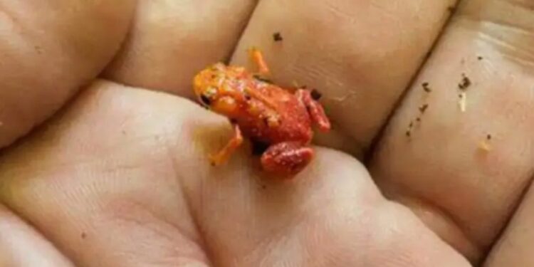 Miles de sapos huyen en Yucatán debido al huracán Beryl