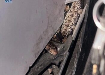 Una víbora sorprendió al chofer de un camión en Pantitlán al aparecer entre los pedales