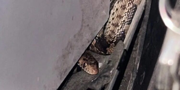 Una víbora sorprendió al chofer de un camión en Pantitlán al aparecer entre los pedales