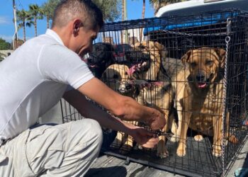 Resguarda Gobierno Municipal a siete caninos en situación de calle en la colonia Buenos Aires Sur