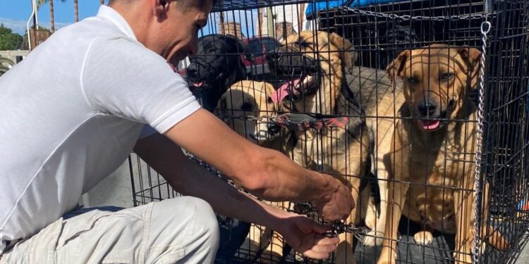 Resguarda Gobierno Municipal a siete caninos en situación de calle en la colonia Buenos Aires Sur